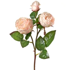 21" Just Cut Floribunda Blush Rose< Online