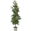 36" Pencil Princess Pine Tree in A Cement Pot< Clearance