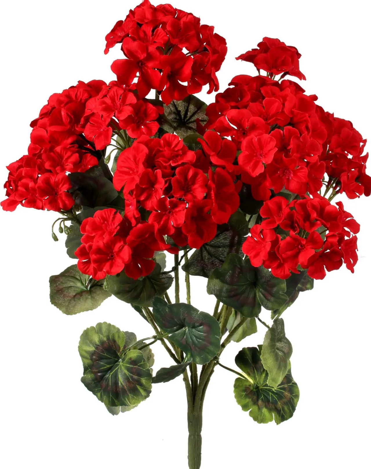 Geranium Bush 22"< Clearance