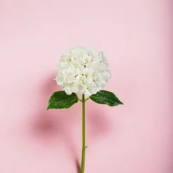 Iced White Hydrangea Stem< New